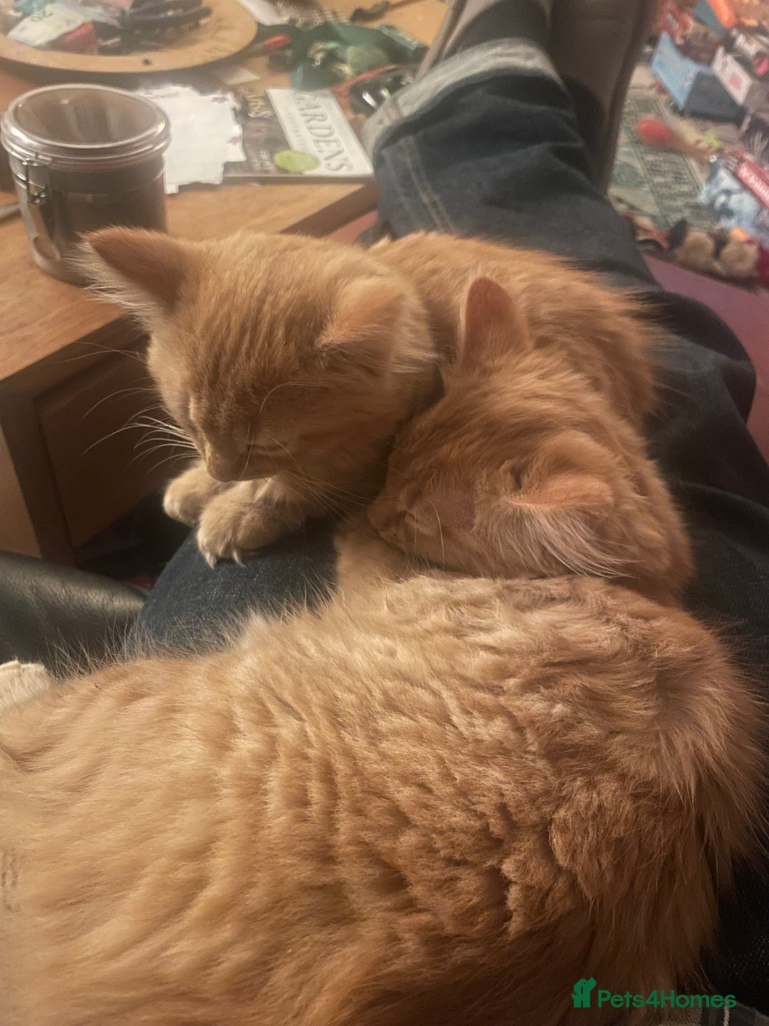 Munchkin cats for sale: Adorable Apricot-Marmalade Tabby Munchkin Male Kit - Image 15