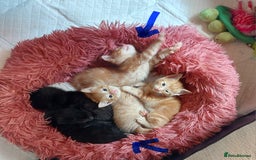Domestic Shorthair cats for sale: 2 Female Kittens For Sale - Image 1
