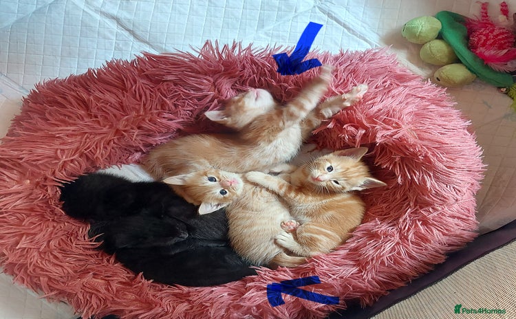 Domestic Shorthair cats - Advert 16