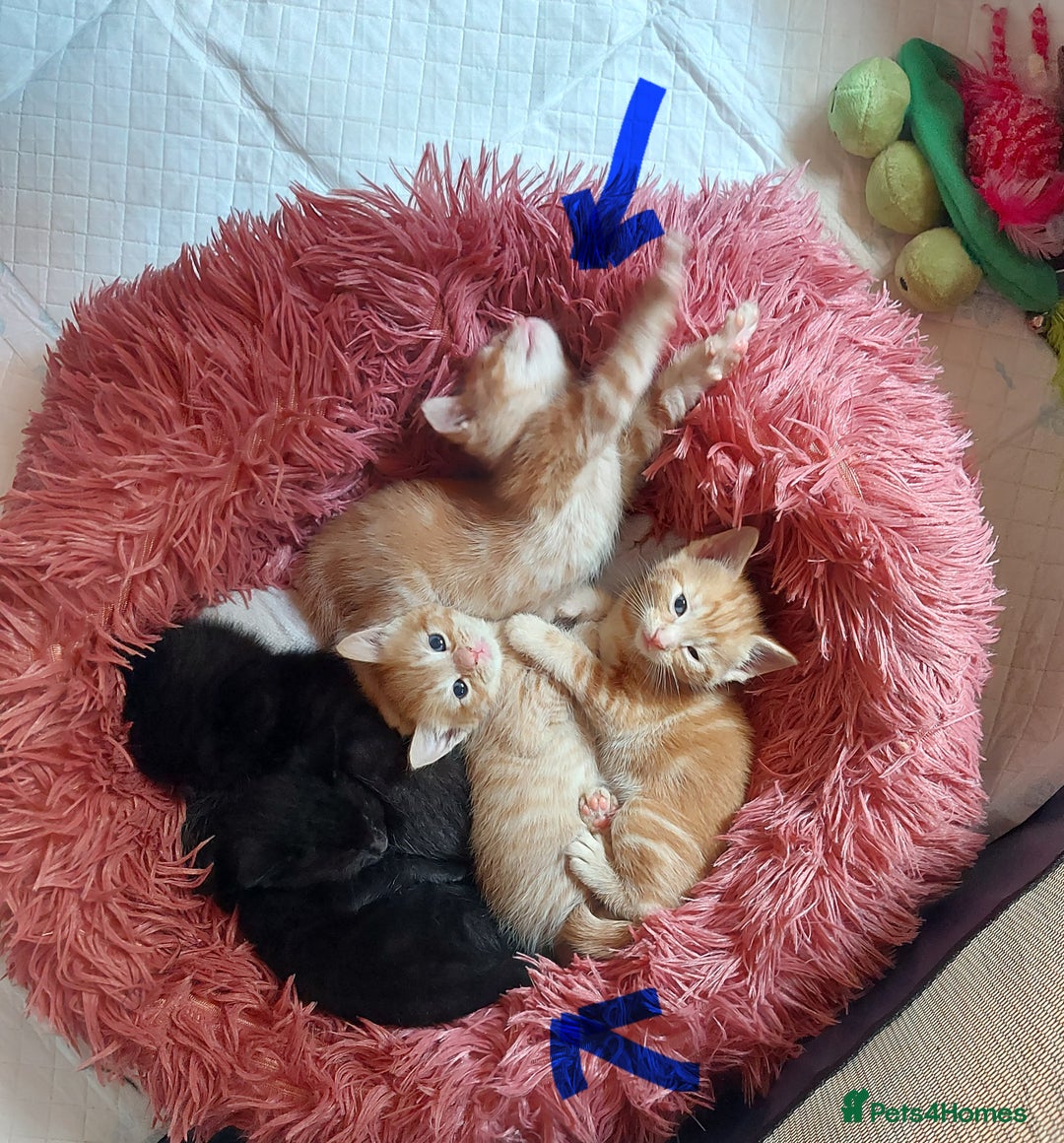 Domestic Shorthair cats for sale: 2 Female Kittens For Sale - Image 1