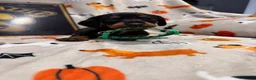 Dachshund dogs for sale: Stuning Kc registered dachshund puppies - Advert 8