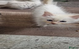 Ragdoll cats for sale: Ragdolls ready now - Image 5