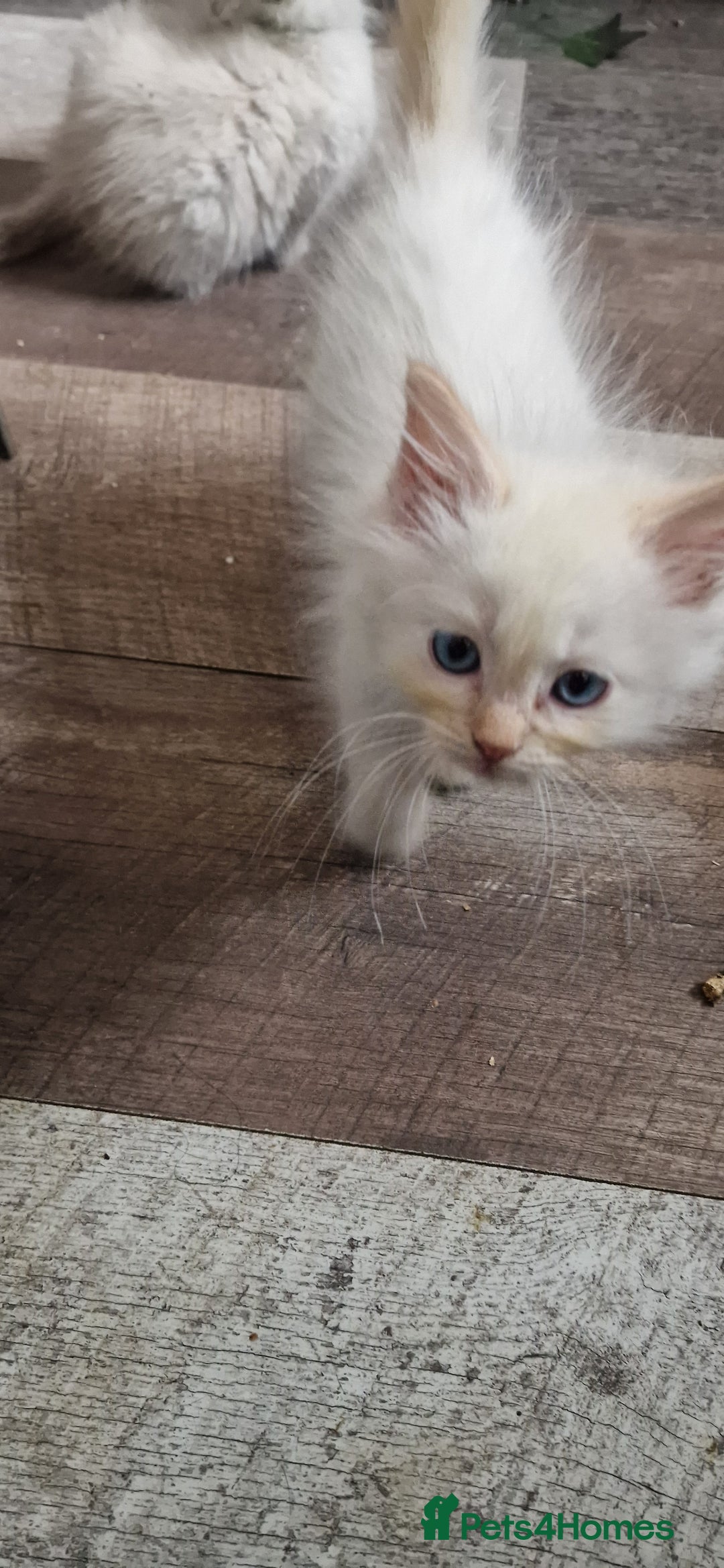 Ragdoll cats for sale: Ragdolls ready now - Image 5