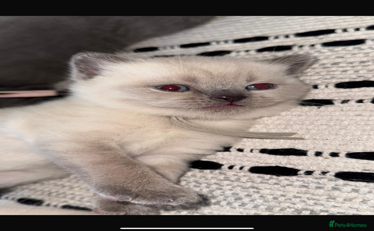 British Shorthair cats - Advert 16