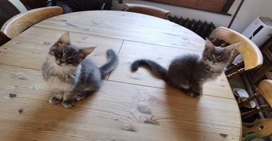 Maine Coon cats - Advert 16
