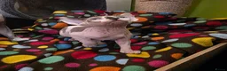 Sphynx cats for sale: Beautiful pedigree sphynx kitten HCM clear parents - Advert 27