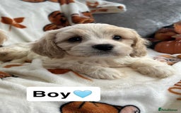 Cavachon dogs for sale: DNA CLEAR CAVACHON PUPS - Image 13