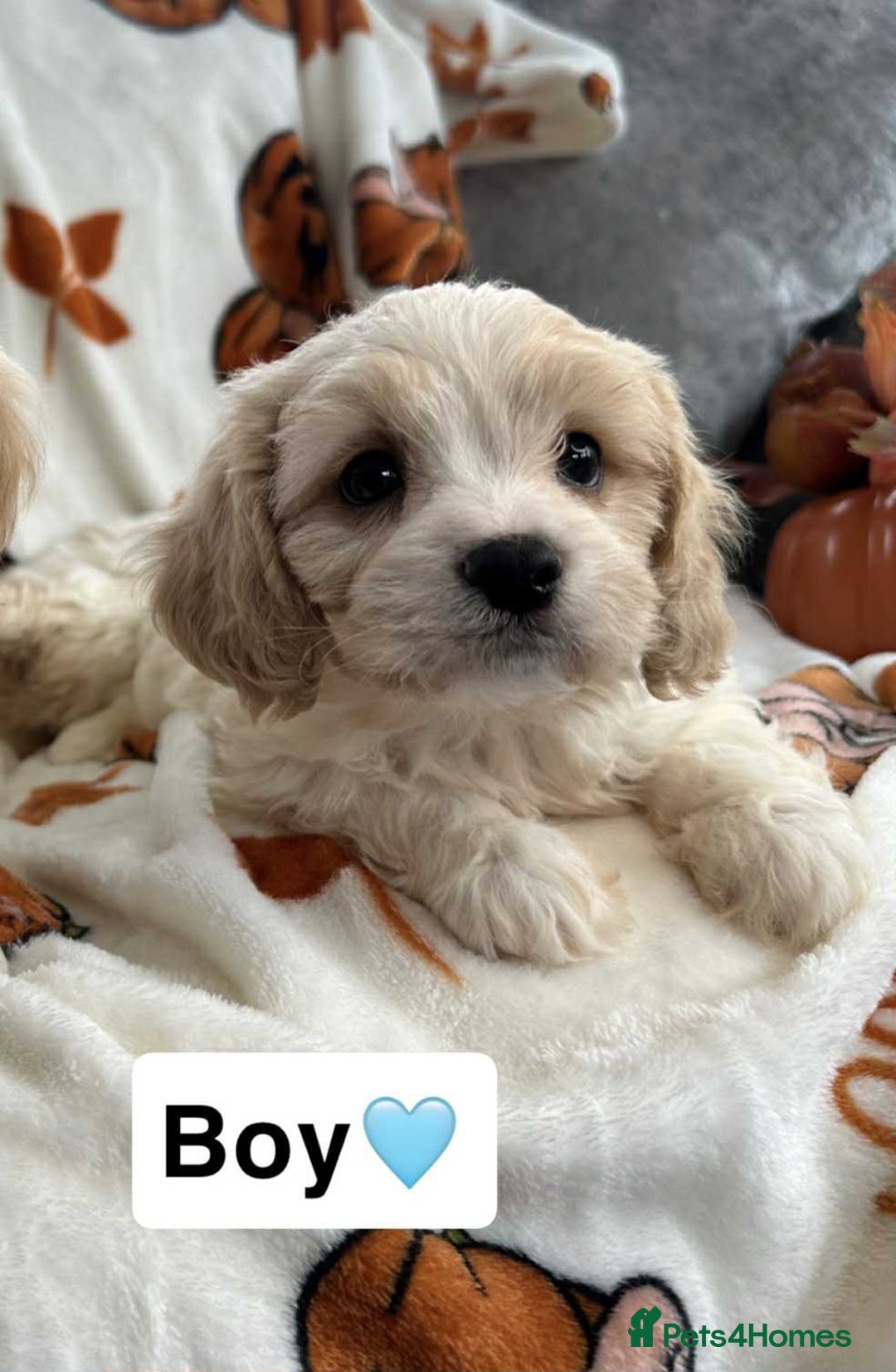 Cavachon dogs for sale: DNA CLEAR CAVACHON PUPS - Image 13