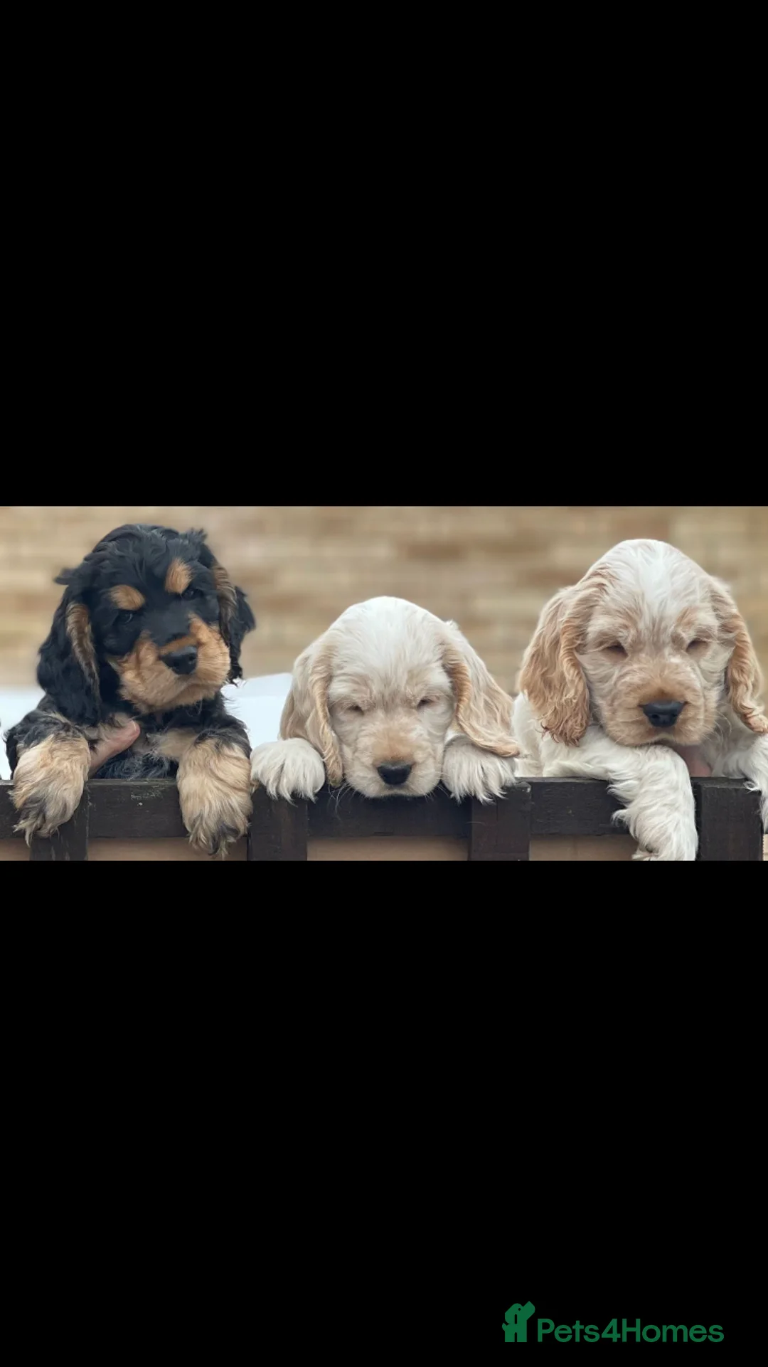 Cocker Spaniel dogs for stud: Proven KC Reg Show Cocker Spaniel Stud in Leicester - Advert 15