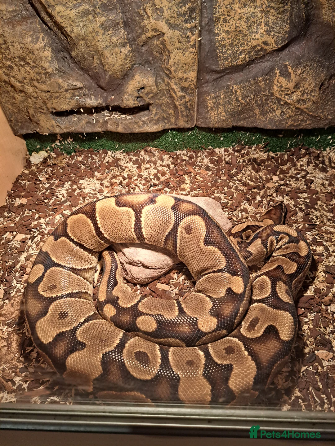 Python Snake reptiles for sale: Ball python collection downsize - Advert 6