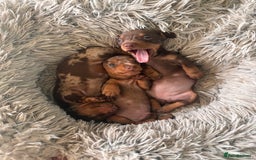 Miniature Dachshund dogs for sale: 4 miniature dachshund  - Image 3