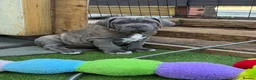 Mixed Breed dogs for sale: Neapolitan mastiff - Advert 21