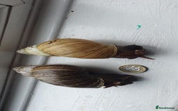 Snails invertebrates for sale: Giant African land snails - Image 1