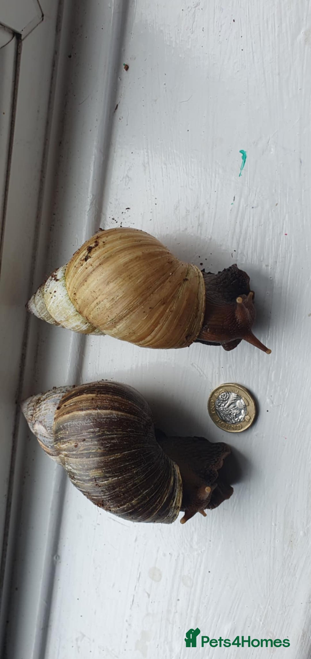 Snails invertebrates for sale: Giant African land snails - Image 1