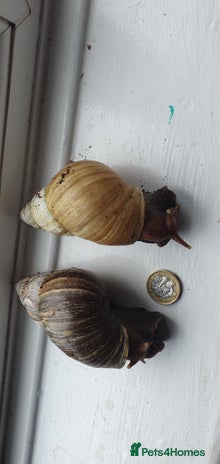 Snails invertebrates - Advert 5