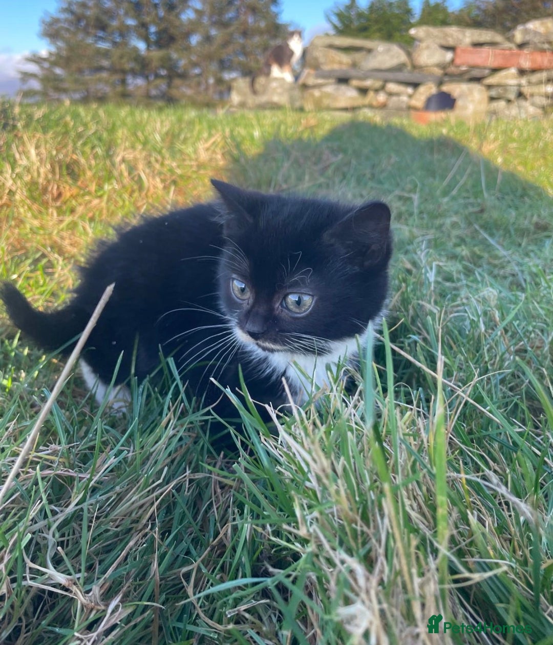 Mixed Breed cats for sale: 4 Farm cats - Advert 7