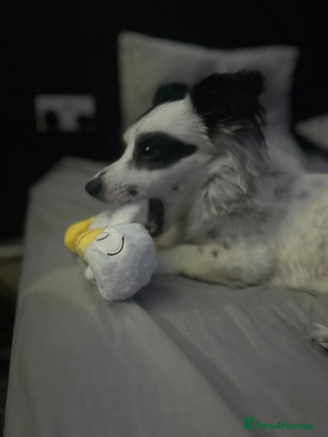 Mixed Breed dogs for sale: Papillon x jack russle  in Stoke-on-Trent - Advert 6