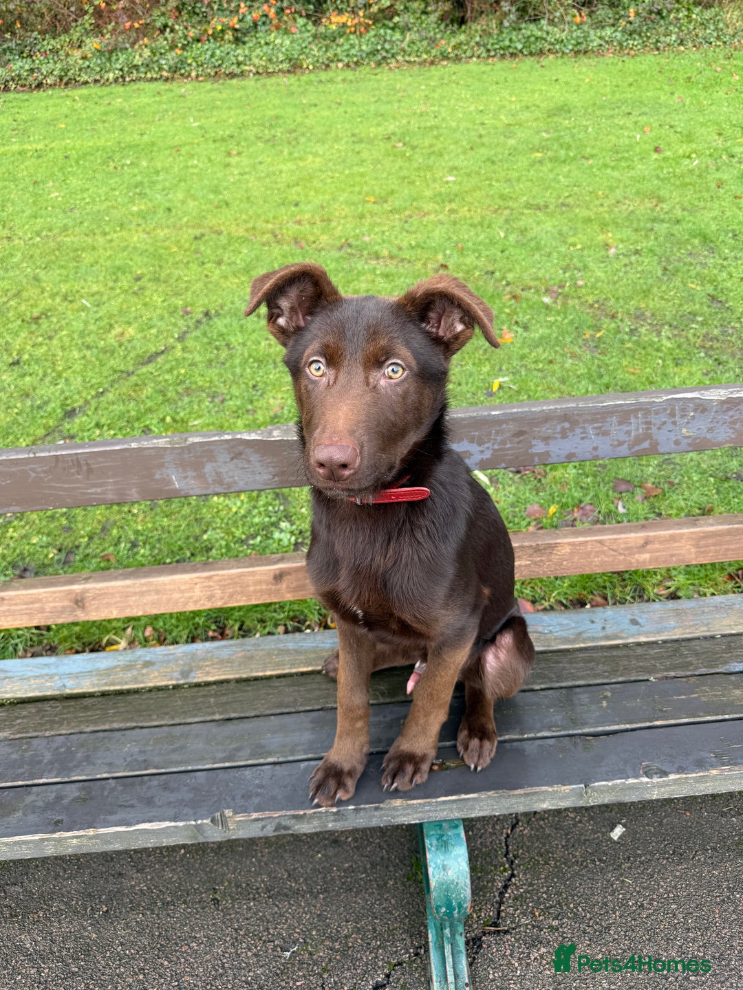 German Shepherd dogs for sale: Liver & Tan German Shepherd Young, Male, Trained  - Advert 15