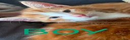 Domestic Shorthair cats for sale: Kittens for sale  - Advert 10