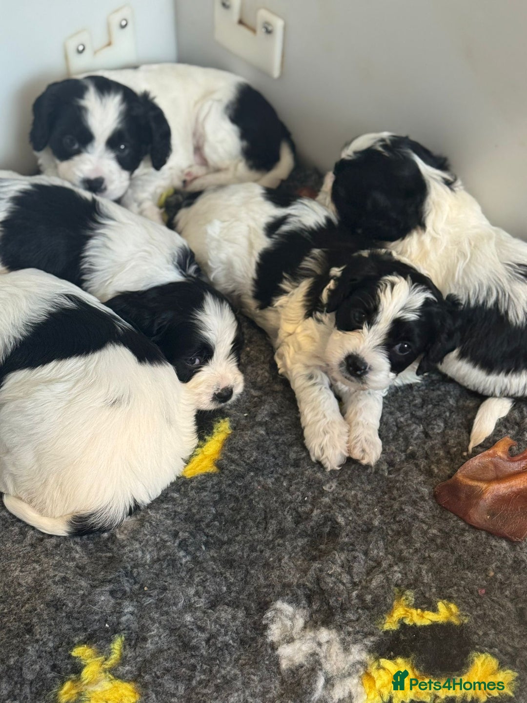 Cavapoo dogs for sale: Beautiful Parti ( black and white ) cavapoos  - Advert 5