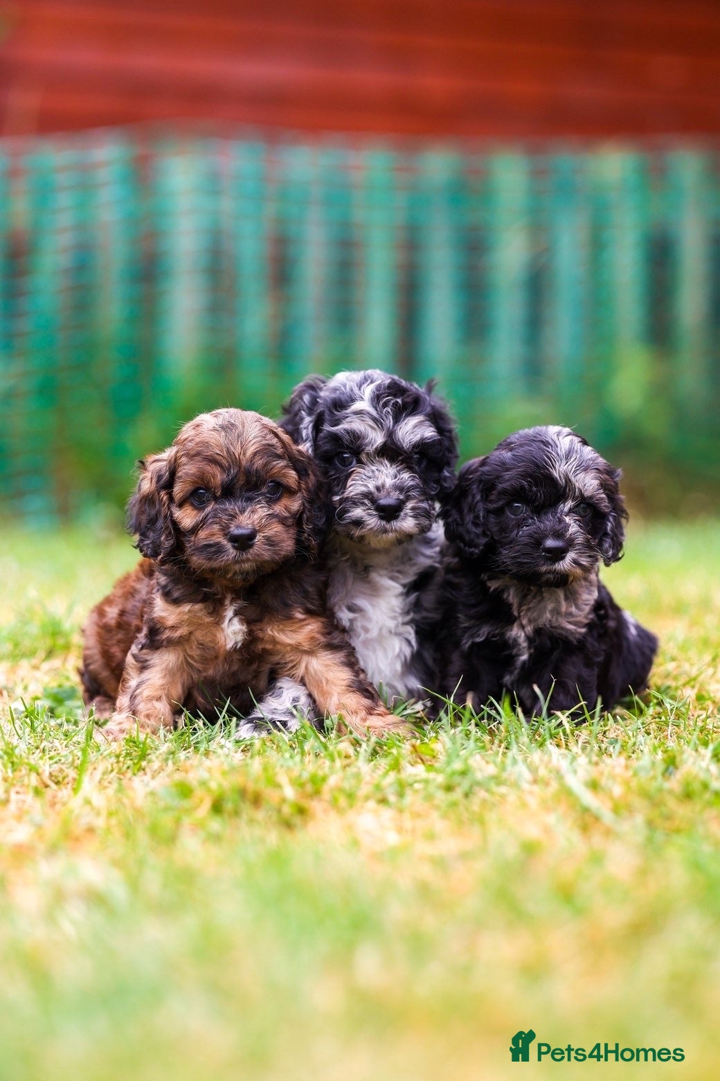 Cavapoo dogs Cavapoo girls and boys  - Advert 7