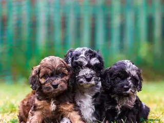 Cavapoo dogs Cavapoo girls and boys - Advert 7