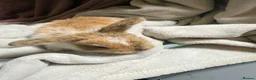 Mini Lop rabbits for sale: Pure Mini lops - Advert 16