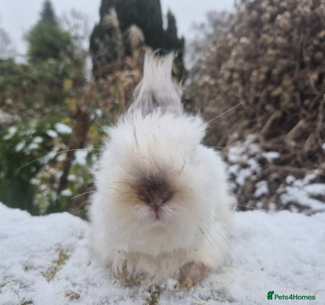 Angora rabbits for sale: 💙Teddydwerg boy- READY NOW 🥰  - Advert 2