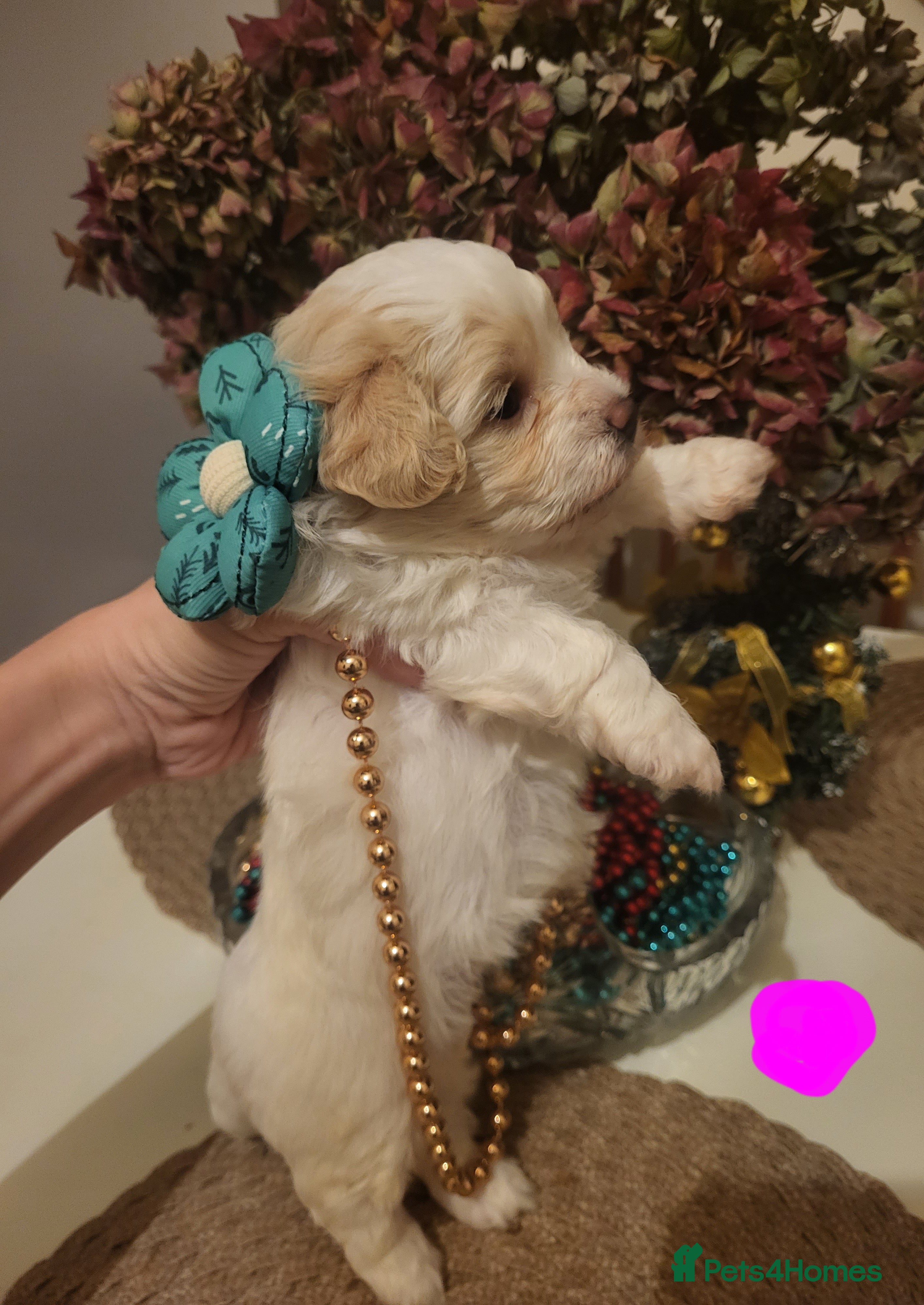 Maltipoo dogs Toy maltipoo puppies  - Advert 10