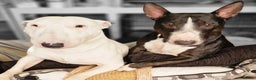 Bull Terrier dogs for stud: 3Miniature bull terriers stud Douglas Nigel Duggie in Bolton - Advert 20