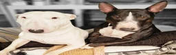Bull Terrier dogs for stud: 3Miniature bull terriers stud Douglas Nigel Duggie in Bolton - Advert 20