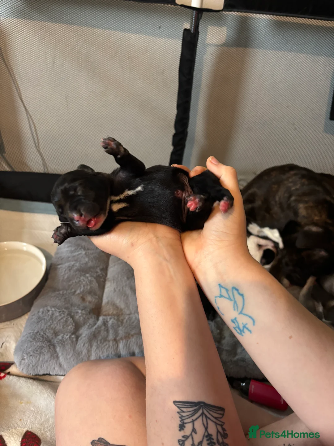 Mixed Breed dogs for sale: Staffy x Labrador Puppies – £700 – Bedford - Advert 6