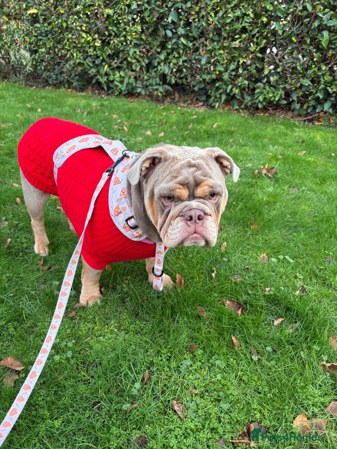 English Bulldog dogs for sale: Bonnie 3 year old British bulldog  - Advert 1