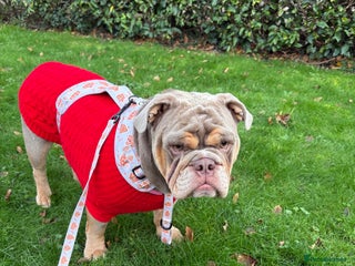 English Bulldog dogs Bonnie 3 year old British bulldog - Advert 1