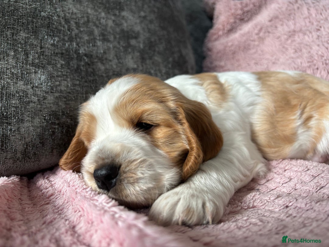 Cocker Spaniel dogs for sale: Top class cocker spaniel puppies  - Image 11