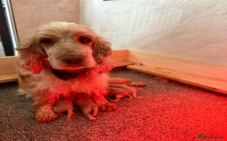 Cockapoo dogs for sale: Most extensively genetically health tested pups  - Image 5