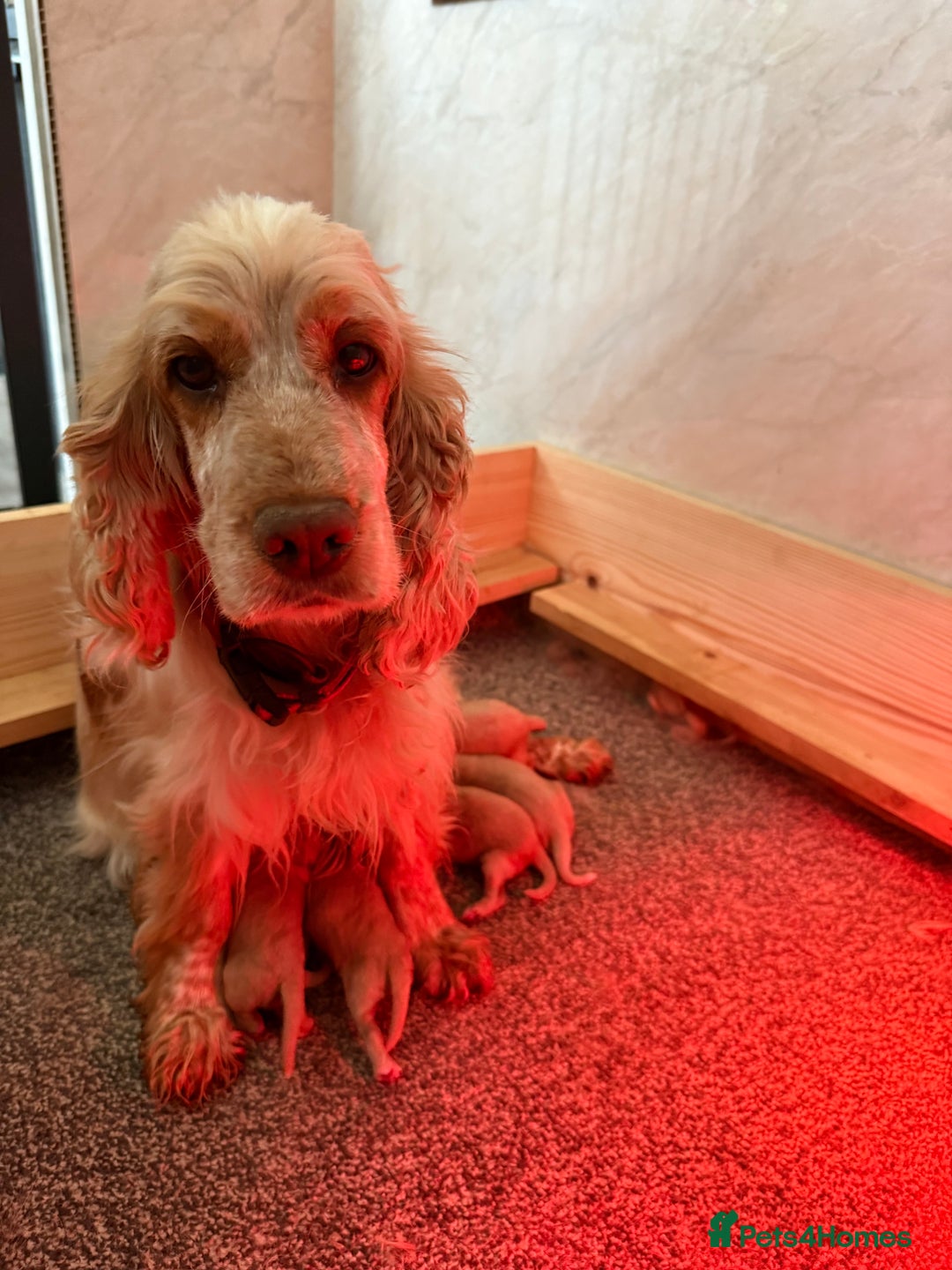 Cockapoo dogs for sale: Most extensively genetically health tested pups  - Image 5
