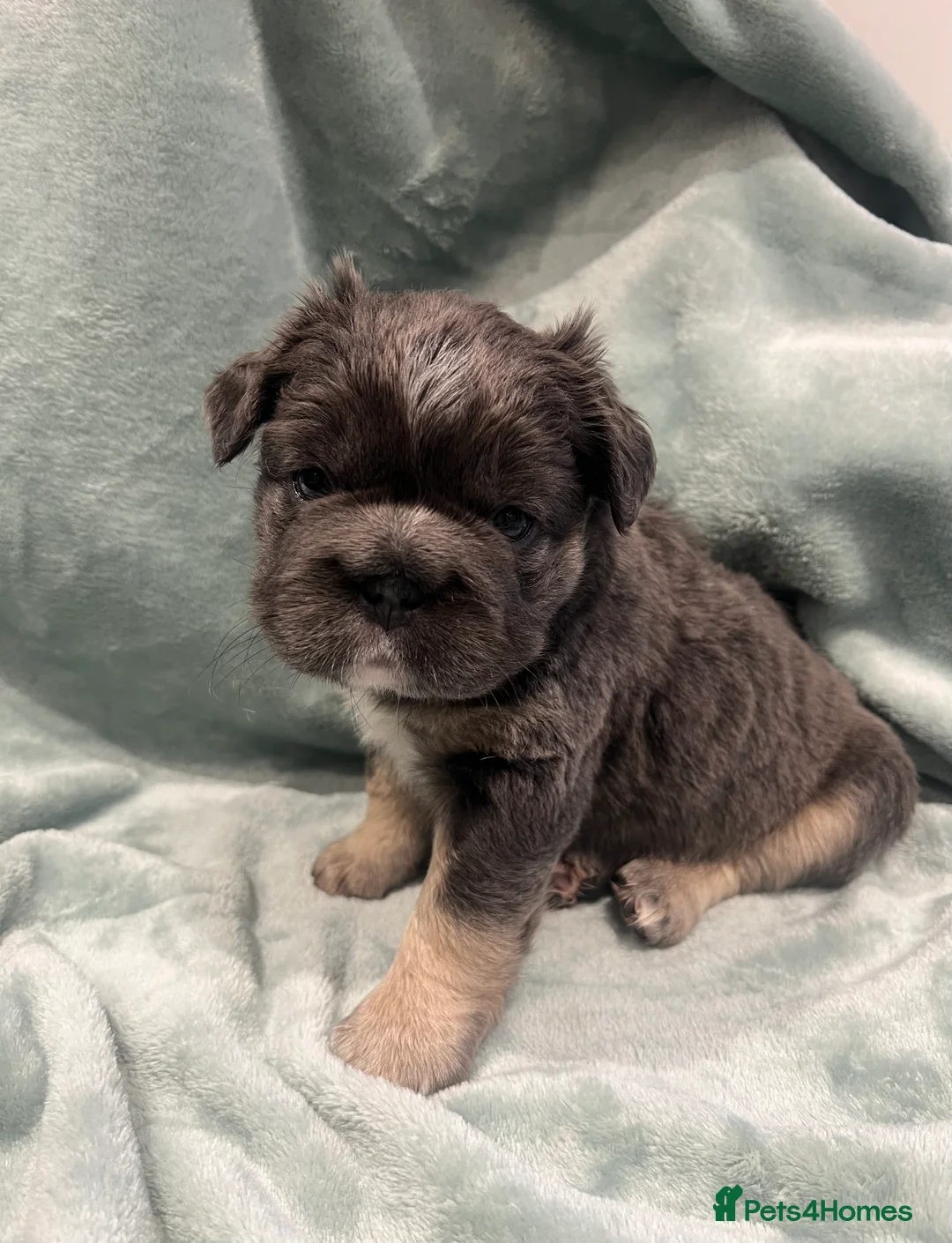 French Bulldog dogs for sale: ✨5 Beautiful Fluffy French Bulldog Puppies ✨ - Advert 7