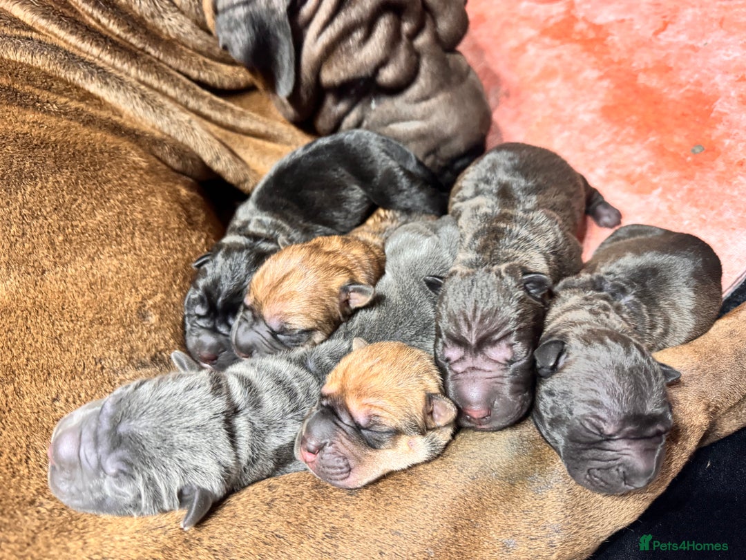 Shar Pei dogs for sale: Sharp pie puppies  - Image 13