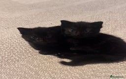 Domestic Shorthair cats for sale: Kittens for sale  - Image 5