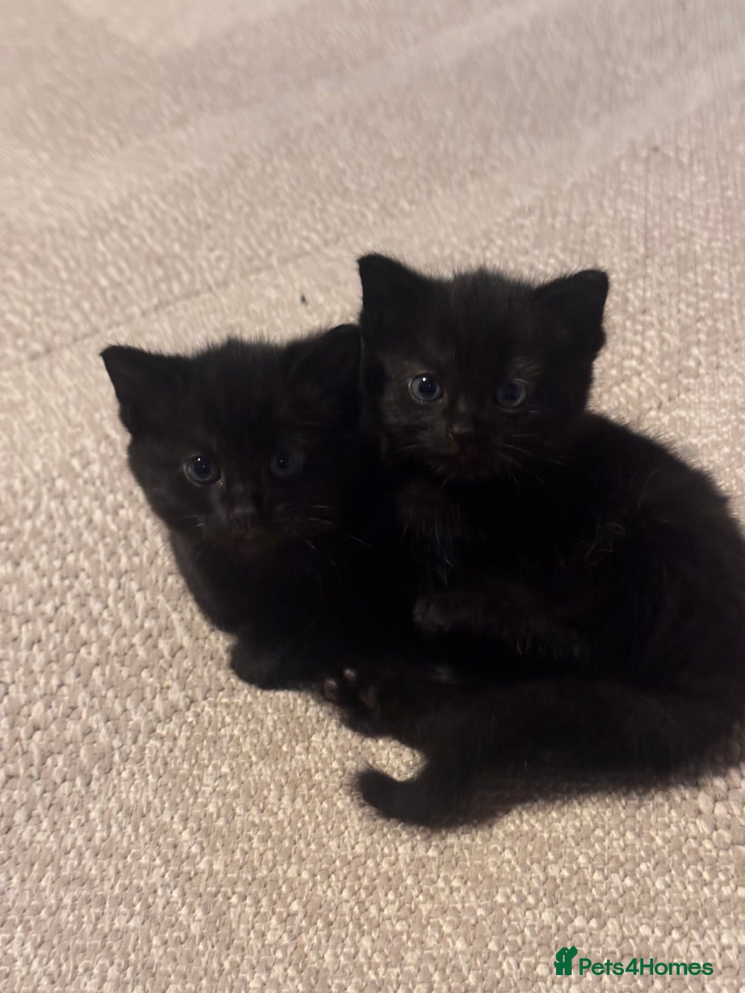 Domestic Shorthair cats for sale: Kittens for sale  - Image 5