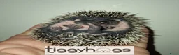 Pygmy Hedgehog rodents for sale: 4 Handsome Male African Pygmy Hedgehogs available  - Advert 12