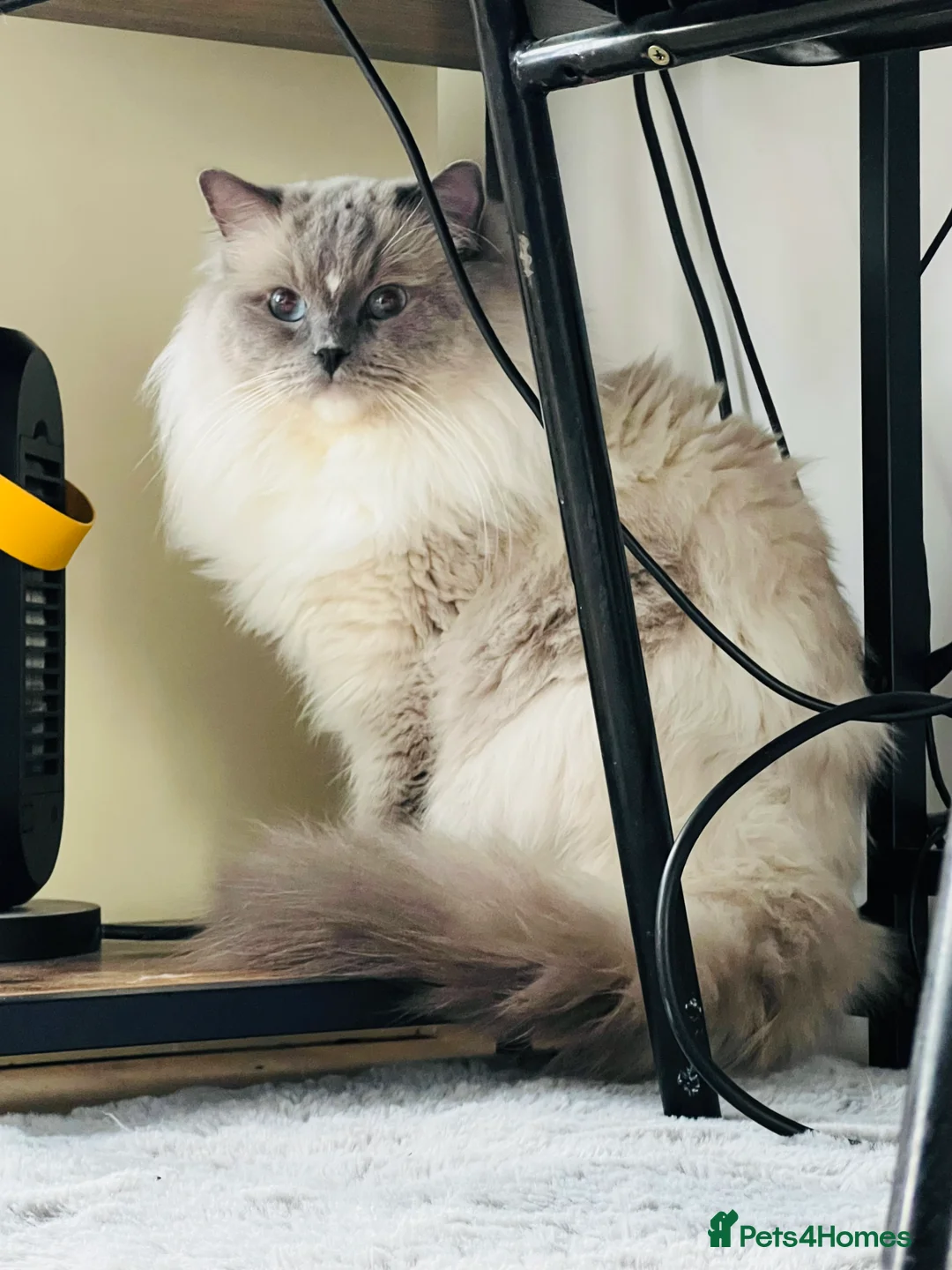 Ragdoll cats for stud: Amazing proven stud !!!  in Romford - Advert 1