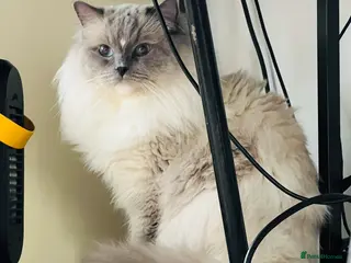 Ragdoll cats Amazing proven stud !!! in Romford - Advert 3