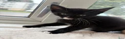 Mixed Breed cats for sale: Kittens looking for a lovely family  - Advert 5