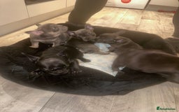 French Bulldog dogs for sale: FRENCH BULLDOG PUPPYS❤️ ready find forever home❤️ - Advert 16