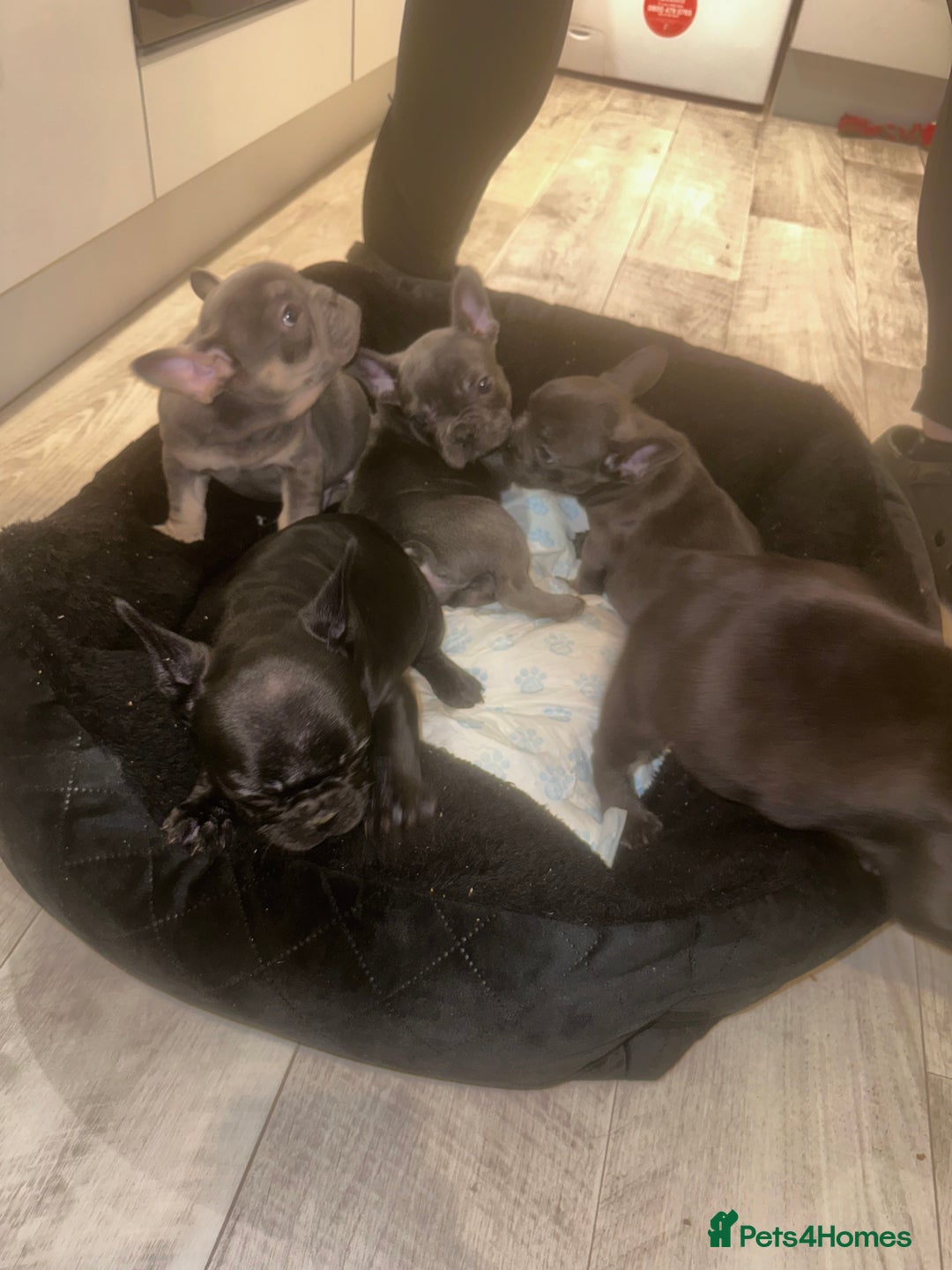 French Bulldog dogs for sale: FRENCH BULLDOG PUPPYS❤️ ready find forever home❤️ - Advert 16