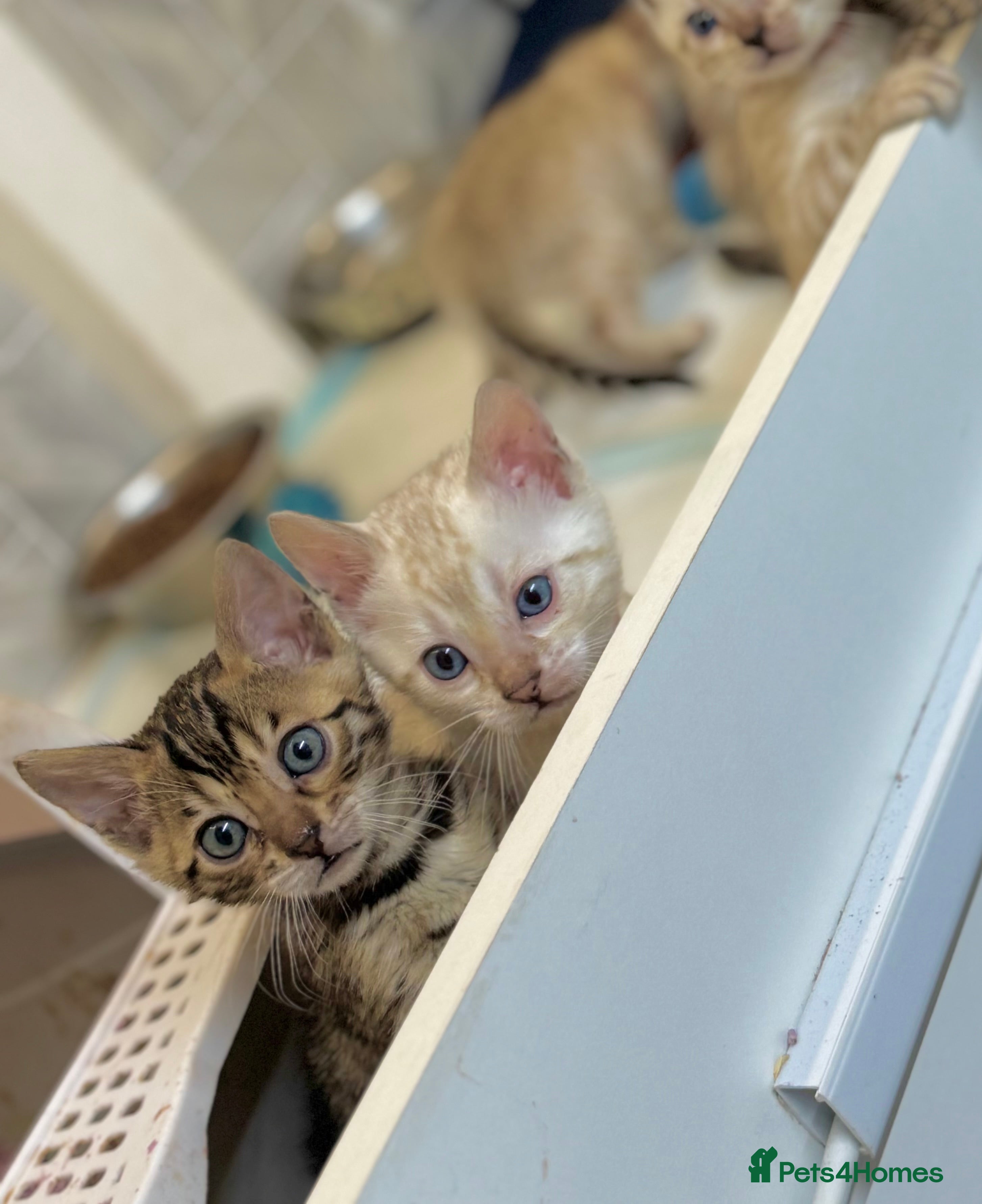 Bengal cats Snow Lynx Bengal Kittens TICA Registered - Advert 7