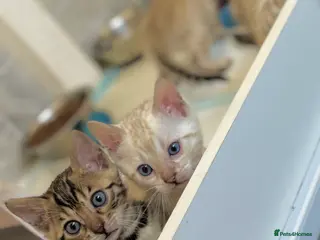 Bengal cats Snow Lynx Bengal Kittens TICA Registered - Advert 7