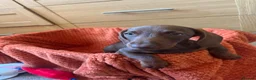 Dachshund dogs for sale: Stunning Solid Blue & Choc & Tan Dachshunds  - Advert 15